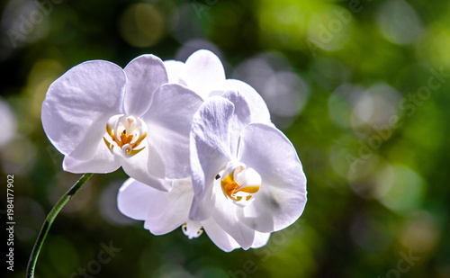 Wallpaper Mural Branch of a white orchid on a green natural background
 Torontodigital.ca