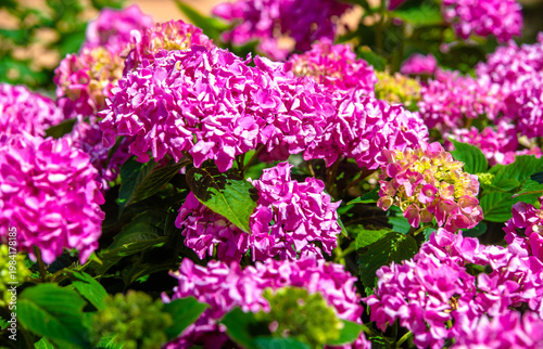 Wallpaper Mural Pink hydrangea blooms in summer in the city Park
 Torontodigital.ca