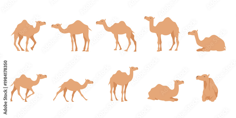 Fototapeta premium Camel Illustration
