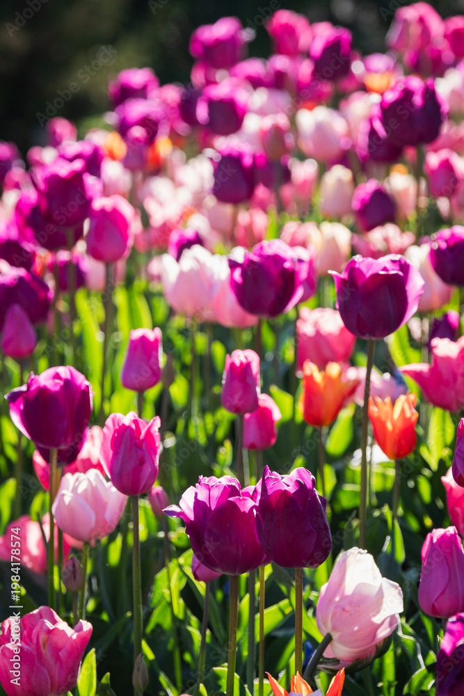 Fototapeta premium Tulip flowerbed 