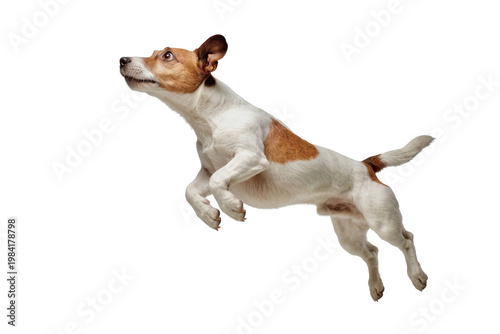 Energetic Jack Russell Terrier jumping isolated on black background.