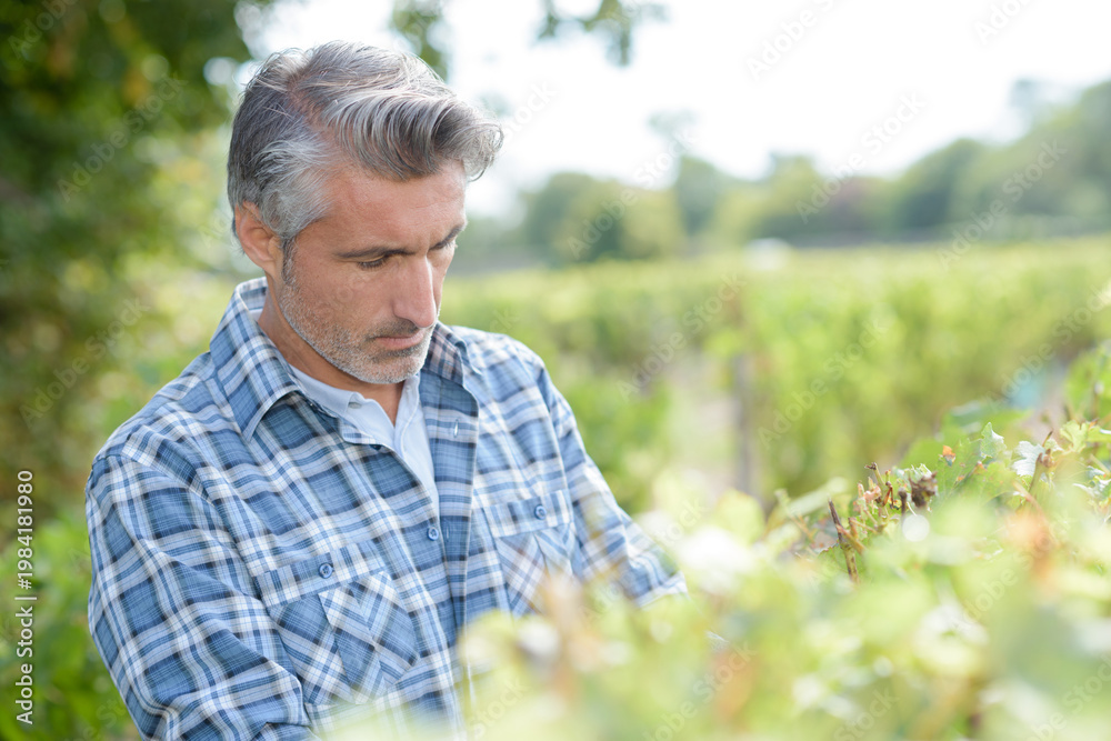 Naklejka premium attractive male harvesting grapes in vineyard