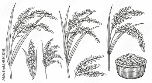 Black and white vector illustration of rice plant stalks with grains and leaves, including a detailed woven basket filled with harvested rice seeds isolated on white background.