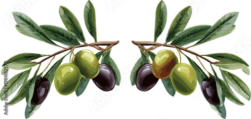2 sets of olive branches, green and black olives with leaves, on a white background.