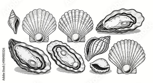 Vintage black and white engraving style illustration of various marine seashells including opened oysters with pearls, scallops, and spiral whelk shells isolated on a white background.