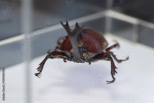 Close-up of a rhinoceros beetle (Trypoxylus dichotomus) replica displayed inside a transparent glass case in an entomology museum. This detailed insect model highlights the unique horn structure and a