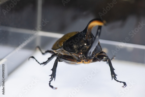 Close-up of a Hercules beetle (Dynastes hercules) replica displayed inside a transparent glass case in an entomology museum. This highly detailed insect model showcases the distinctive long horn struc
