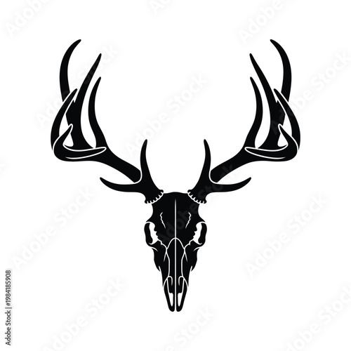 Majestic deer skull with large and symmetrical antlers