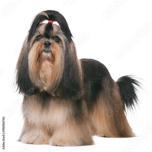 A well-groomed Shih Tzu dog with a distinctive black and brown coat, adorned with a pink hair tie, lying down and looking directly at the camera with big brown eyes. on white background