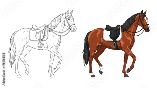 Detailed horse illustration with a saddle shown in both black and white line art and full color versions.