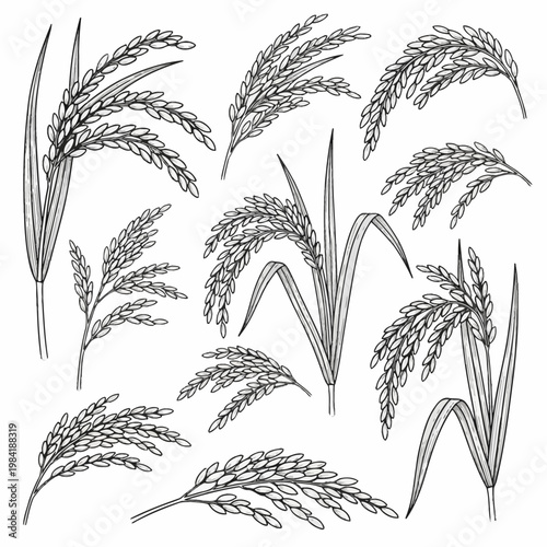 Detailed black and white vector illustration of rice plant stalks with grain panicles and long leaves, botanical line art drawing set isolated on white background for agriculture.