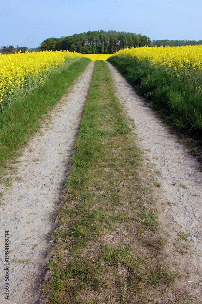 Naklejka premium Feldweg durch Rapsfelder