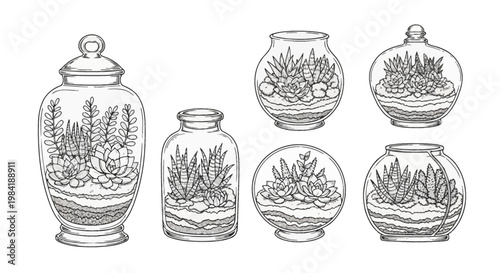 Collection of six hand-drawn black and white line art illustrations of glass terrariums featuring various succulents, echeveria, and layered soil inside apothecary jars and round bowls.