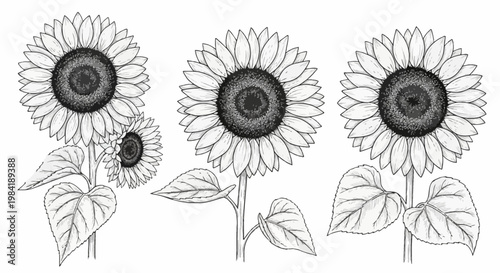 Black and white line art illustration of three blooming sunflowers with detailed petals, stems, and leaves, featuring realistic botanical textures and seed disk patterns.