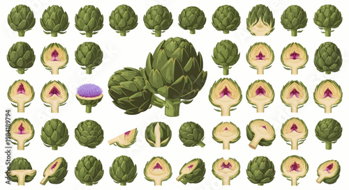 Comprehensive set of artichoke vector illustrations featuring whole green globes, vertical and horizontal halves showing internal structure, slices, and a purple flowering stage.