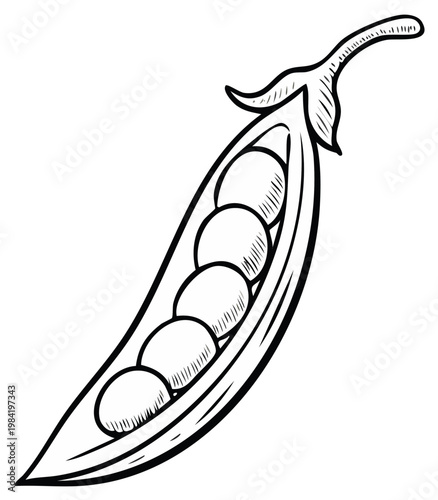 Open pea pod with peas, hand-drawn black and white illustration, healthy food concept