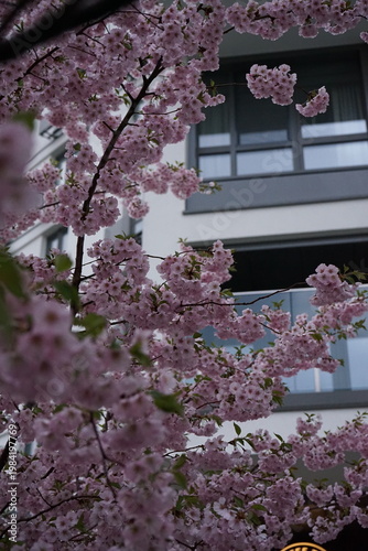 pink cherry blossom in the city