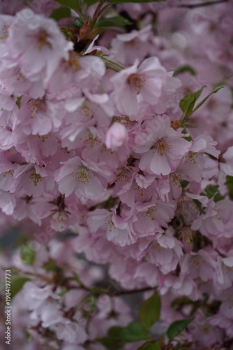 the blossoming of the city's cherry blossoms