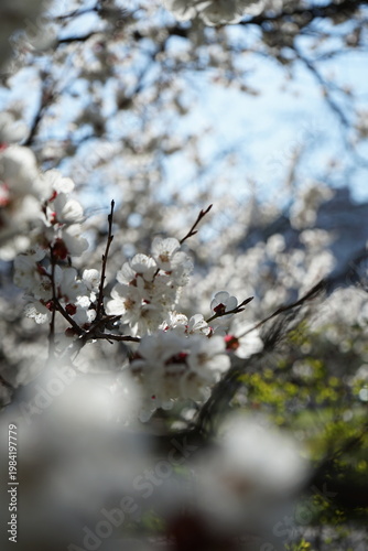 abicots and cherry trees in blossom in white flowers.Abstract