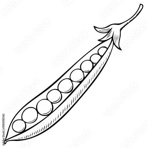 Open pea pod illustration with peas, sketched plant.