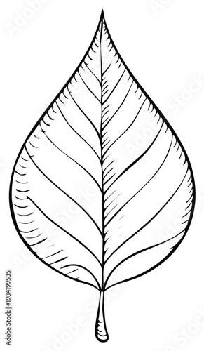 Simple Outline Drawing of a Single Oval Leaf with Detailed Veins and Stem