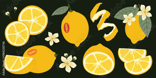 Fresh Lemon Fruit and Slices Illustration Set