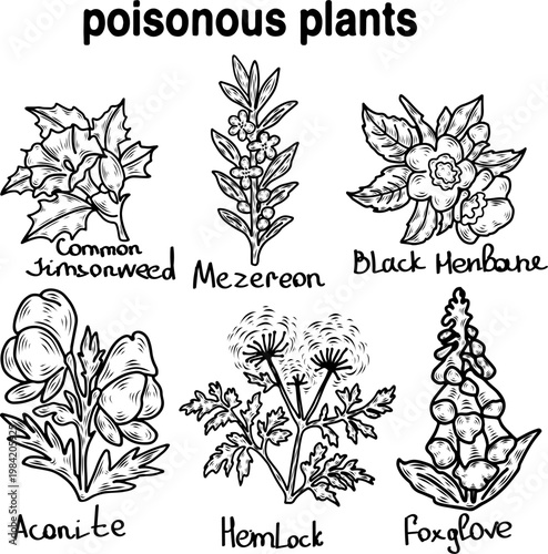 Poisonous Plants Set Hand Drawn Sketch Black White Toxic Wildflowers Botanical Collection Vector Illustration