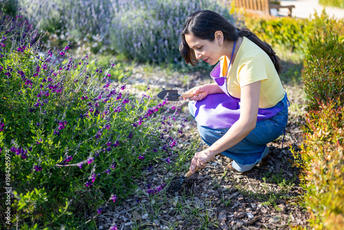 Latin woman gardening outdoors, planting purple flowers in a beautiful park