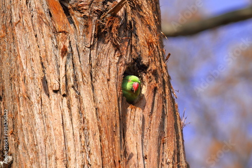 巣穴から顔を出すワカケホンセイインコ（雌）