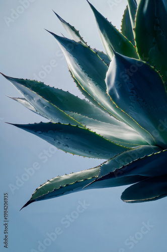 Close Up of Dark Teal Agave Plant Leaves with Dramatic Curves on Black Background