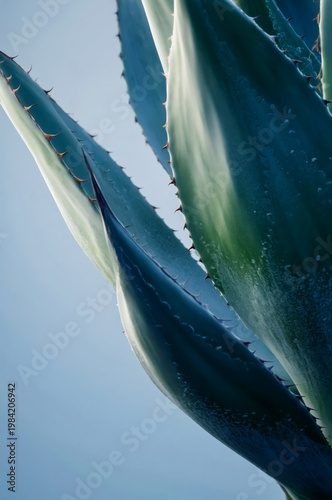 Close Up of Dark Teal Agave Plant Leaves with Dramatic Curves on Black Background