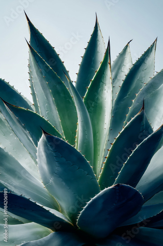 Close Up of Dark Teal Agave Plant Leaves with Dramatic Curves on Black Background