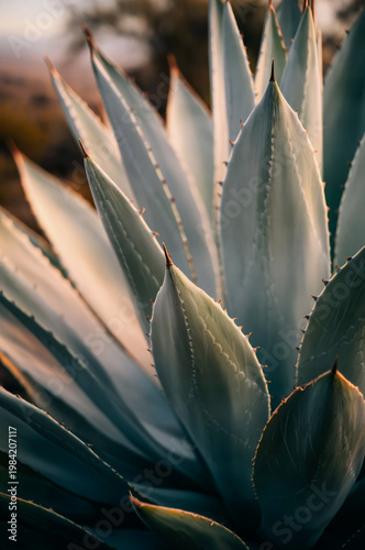 Close Up of Agave Plant Leaves with Sharp Spines in Warm Golden Hour Sunlight
