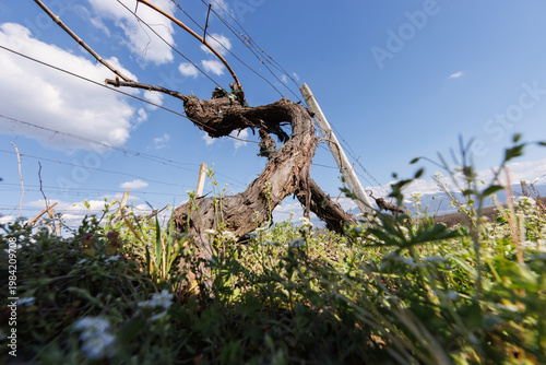 gnarled vine trunk in a low angle shot in spring time