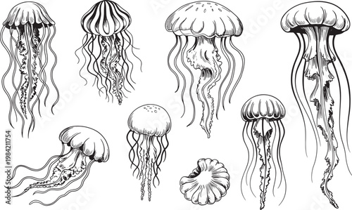 Collection of diverse jellyfish illustrations, hand-drawn sketch style, showcasing ocean marine life