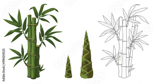 Green bamboo stalks with leaves and young shoots shown in both colored and black and white line art styles.