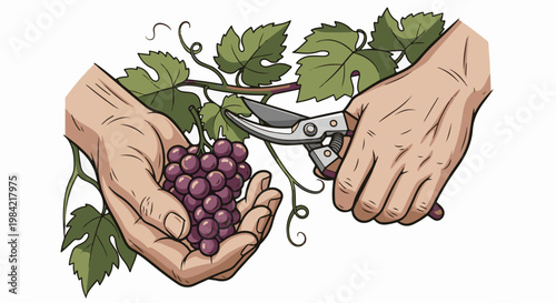 Hands harvest ripe purple grapes from vine using shears, vine leaves surround
