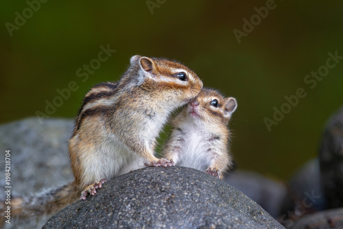 エゾシマリスの親子