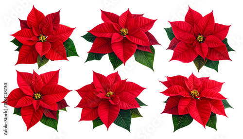 Six vibrant red poinsettia blossoms with green leaves, against a stark black background