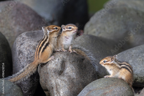 エゾシマリスの子供
