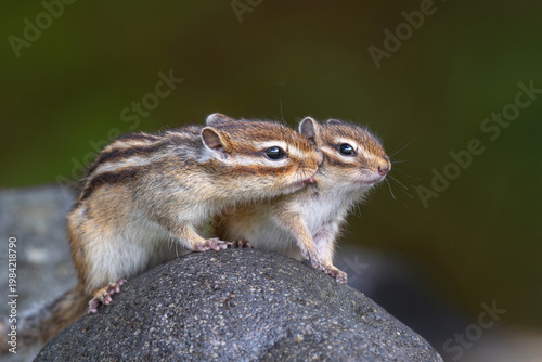 エゾシマリスの親子