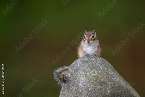 エゾシマリスの子供