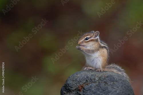 エゾシマリスの子供