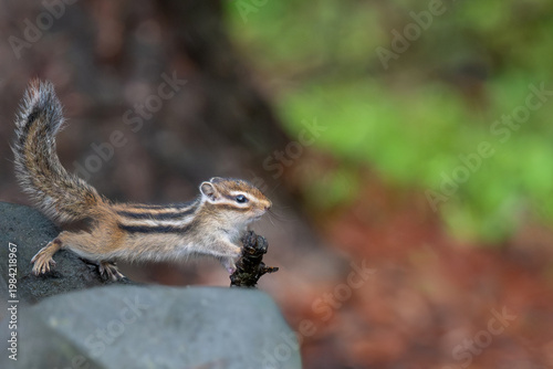 エゾシマリスの子供