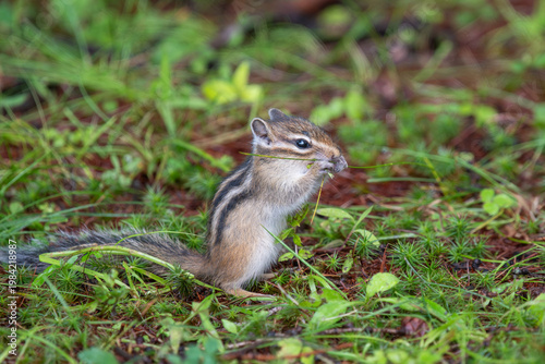 エゾシマリスの子供