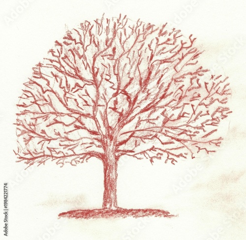 Hand drawn red chalk tree illustration detailed branching structure scan