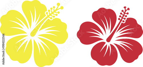 Two vibrant hibiscus flowers in contrasting colors against a plain background