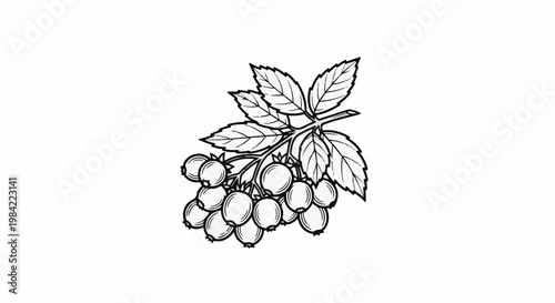 Hand-drawn illustration of a cluster of berries with leaves