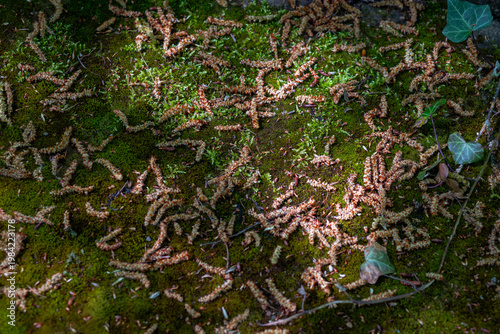 Bild auf Leinwand Dappled sunlight on mossy ground with fallen tree seeds