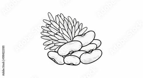 Hand-drawn illustration of a cluster of kidney beans with a feathery plant sprout